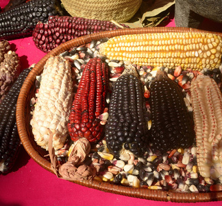 墨西哥玉米品种、白玉米、黑玉米、蓝玉米、红玉米、野生玉米和黄玉米