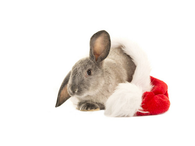 灰色兔子在圣诞老人的帽子白色背景