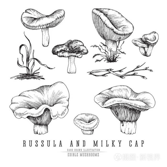 乳白色的帽和红菇蘑菇矢量素描合集.
