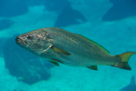 鱼在蓝色水族馆坦克