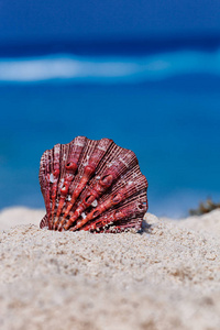 海贝壳在热带沙滩以蓝色海为背景