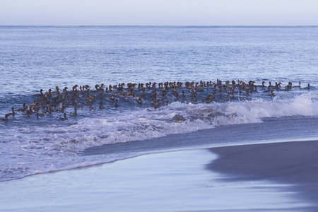 海上的福克兰群岛鸭