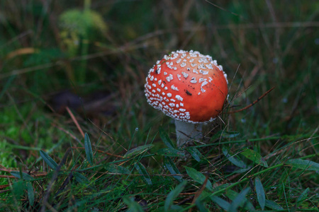 mashrooms 秋季森林, 特写, 模糊效果