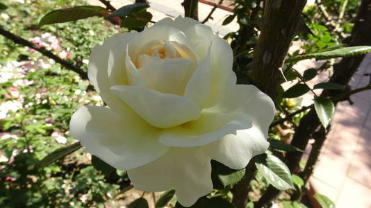 智利圣地亚哥的玫瑰花园
