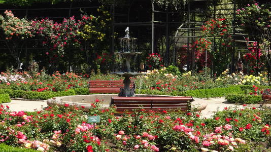 智利圣地亚哥的玫瑰花园
