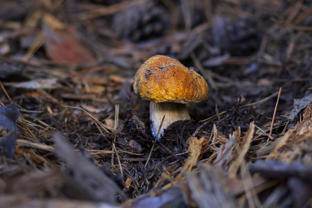 美丽的新鲜食用菌，牛肝菌蘑菇在树林里