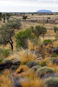 在澳大利亚，荒野环境的概念在景观中落后