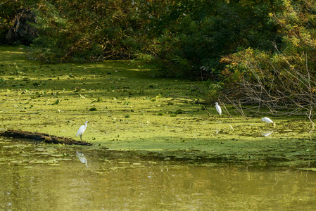 在马云河两岸附近的绿色泥滩上涉水鸟类