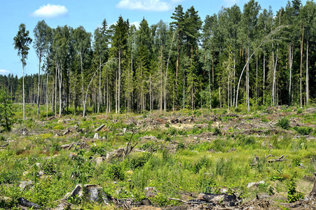 砍伐, 破坏森林, 森林中的破坏土地
