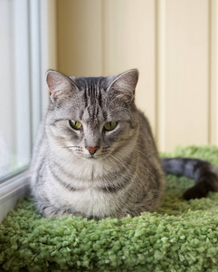 猫肖像特写。漂亮的灰色猫咪特写镜头。