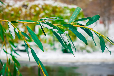 树叶上的雪