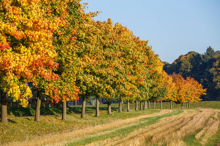 秋天的景色, 金色的秋天树和落叶