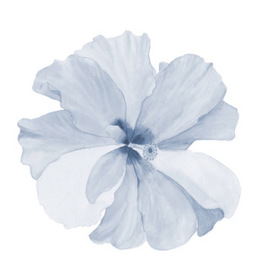 水彩芙蓉。手绘外来花卉插图与叶子在白色背景隔离。设计印刷和布料用的热带花卉