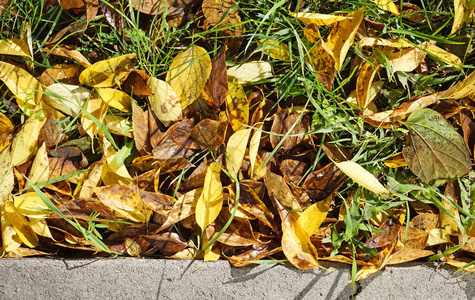秋天的树叶在地上