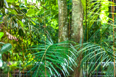 自然的绿色背景，树枝上的树叶和悬挂的藤本，模糊的热带森林与落下的阳光。