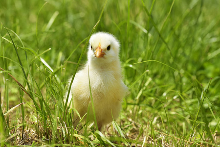 只小鸡在草地上