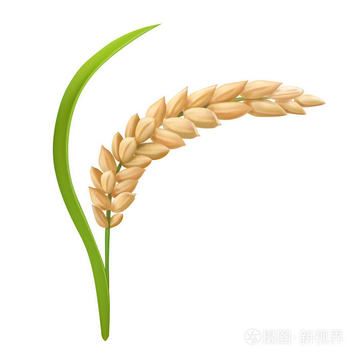 水稻.矢量插图
