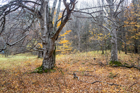 秋天的风景, 在树林中风景如画的树木
