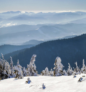 雪覆盖冬季山区弯小松树。北极