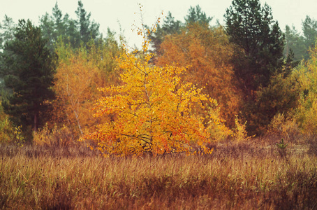 秋天的景色，黄色的色调，自然景观