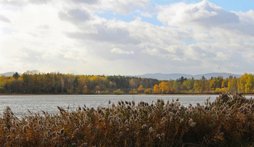 池塘里有大草和秋天的树。捷克风景