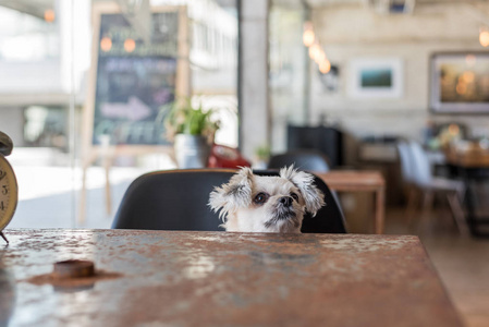 甜甜的狗在咖啡店里看东西