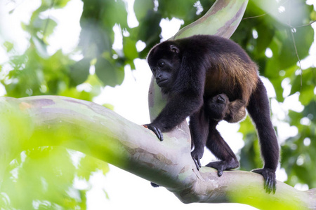 吼猴在哥斯达黎加图片