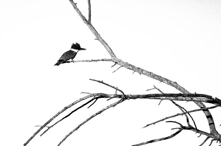 在白色背景的树上栖息的一束翠鸟