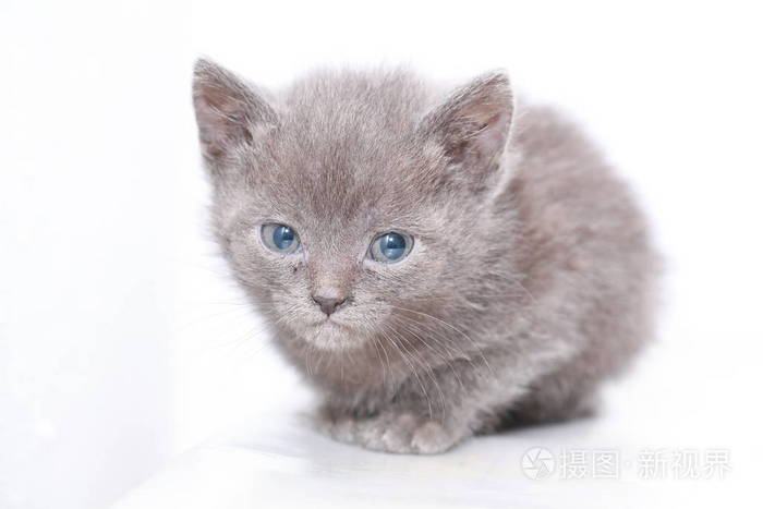 小灰猫害怕害怕