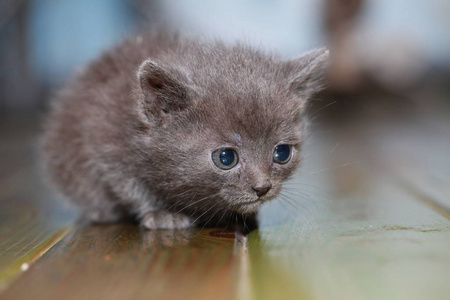 小灰猫害怕害怕