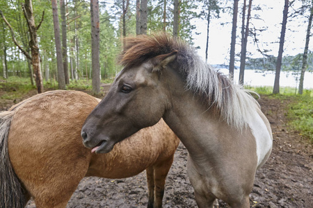 在芬兰森林景观的马。动物背景