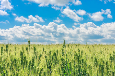 在一些尖刺上有选择性的年轻绿色小麦的田野, 这片风景与蓝天有云