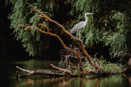 多瑙河三角洲灰色苍鹭鸟