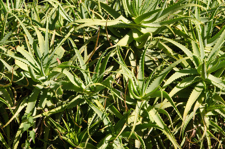 药用植物芦荟的大灌木