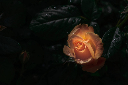关闭一个新鲜的粉红色橙色玫瑰在黑暗的背景, 选择性焦点, 文本空间