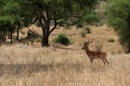 年轻的黑斑羚在坦桑尼亚狩猎