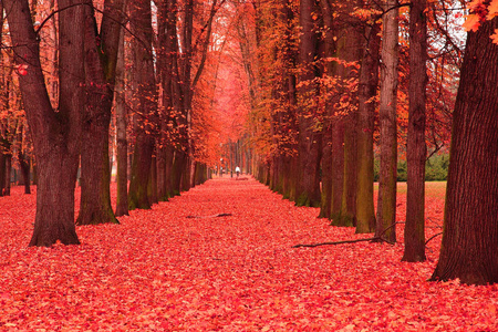 秋天的公园中的路径