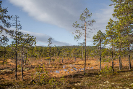 在挪威的 Femundsmarka 国家公园有一个沼泽的美丽的秋天风景。多彩的秋季风光。挪威的湿森林