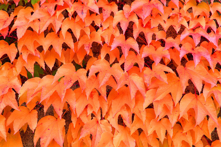 秋天的颜色树叶纹理