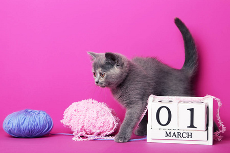 带球和立方体日历的灰色小猫