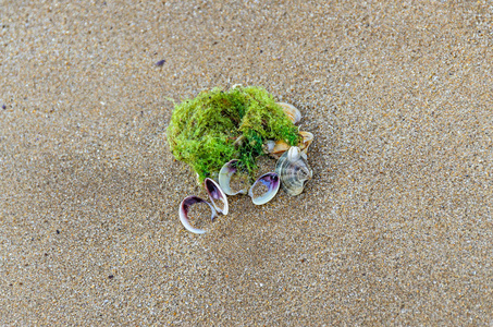 彩海贝壳站在金色沙滩附近的水中