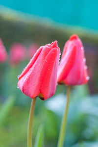 郁金香花滴特写