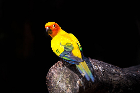 五颜六色的黄鹦鹉, 太阳 Conure, 站在树枝上