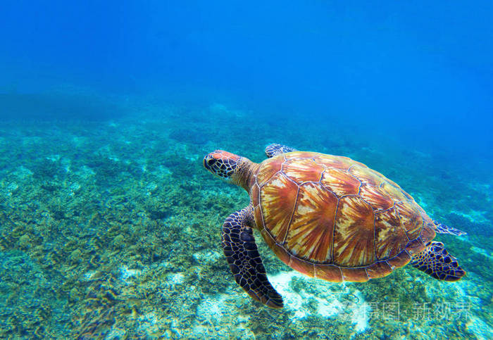 海龟在水下游泳 海底照片 受保护的海洋动物
