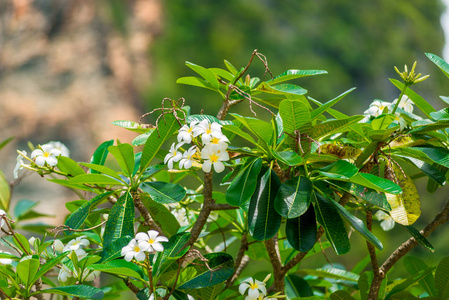 树与芳香美丽的亚洲花 franzhypani 特写