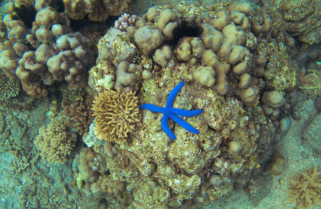 珊瑚礁和蓝色海星顶部景观。 海星在海岸水下照片。 浮潜或潜水海底横幅模板。 海滨动物群。 海洋水族馆的背景。 野生海洋动物