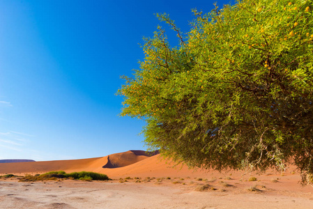 索苏斯维雷纳米比亚, 风景秀丽的粘土盐, 有编织的金合欢树和雄伟的沙丘。纳米 Naukluft 国家公园, 非洲旅游目的地