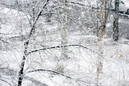 在冬季公园降雪