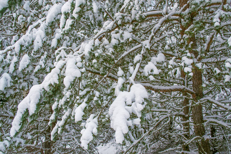 冰冻的冬季森林与雪覆盖了树