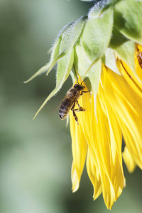 蜜蜂从一朵向日葵上收集花蜜